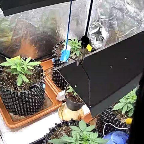 PH #3 growlog timeline photo