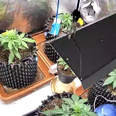 PH #3 growlog timeline photo