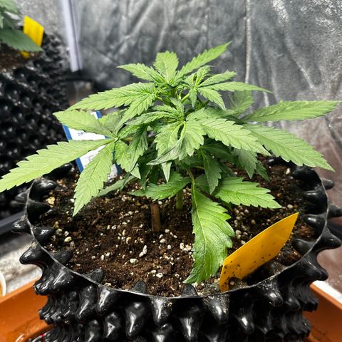 PH #1 growlog timeline photo