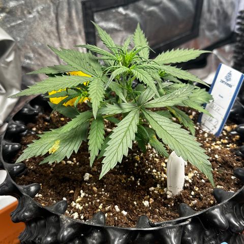 PH #2 growlog timeline photo