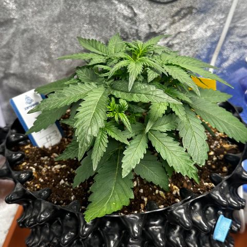 PH #3 growlog timeline photo