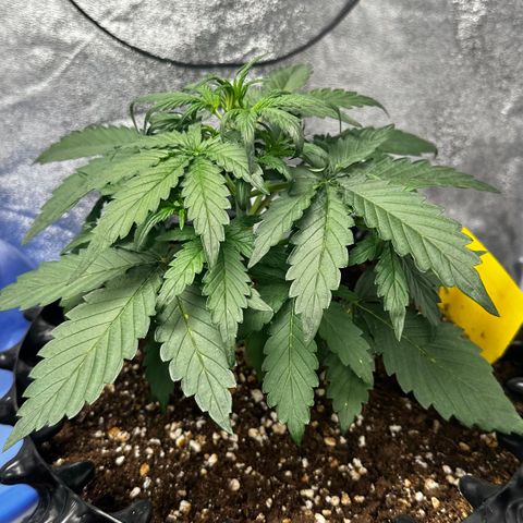 PH #4 growlog timeline photo