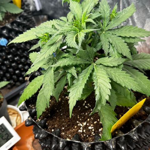 PH #1 growlog timeline photo