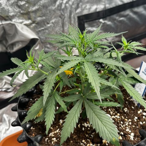 PH #2 growlog timeline photo