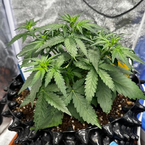 PH #3 growlog timeline photo