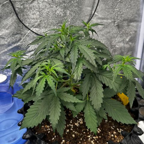 PH #4 growlog timeline photo