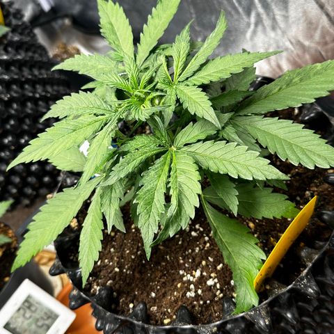 PH #1 growlog timeline photo
