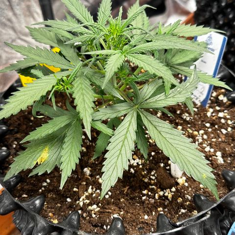 PH #2 growlog timeline photo