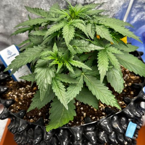 PH #3 growlog timeline photo