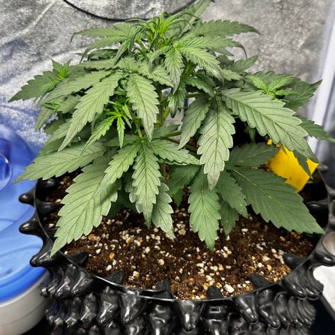 PH #4 growlog timeline photo