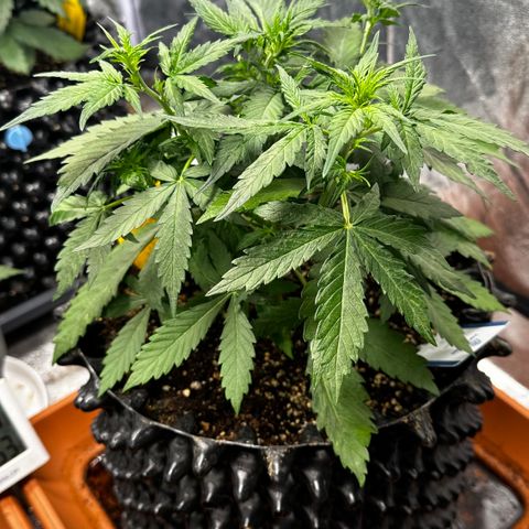 PH #1 growlog timeline photo