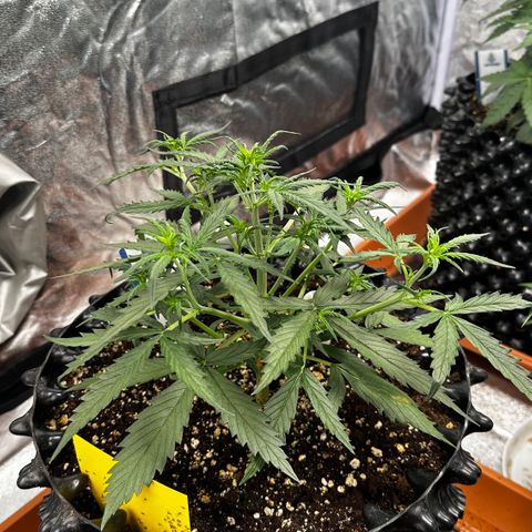 PH #2 growlog timeline photo
