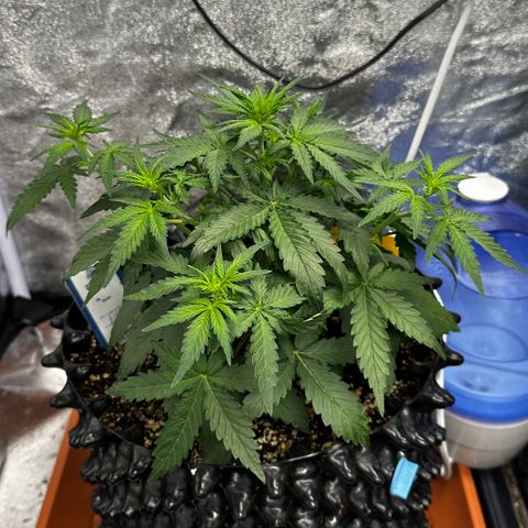 PH #3 growlog timeline photo
