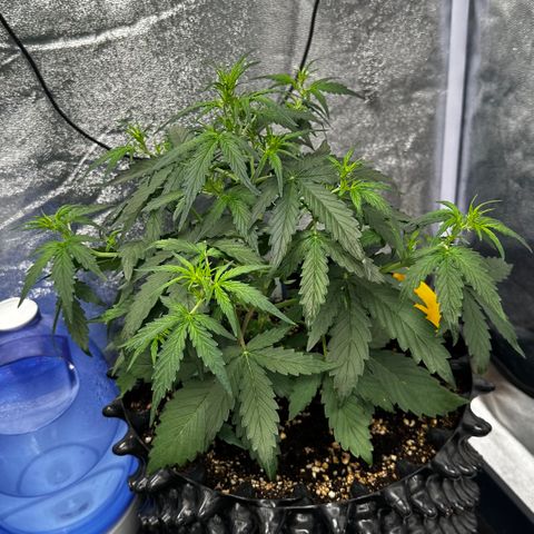 PH #4 growlog timeline photo