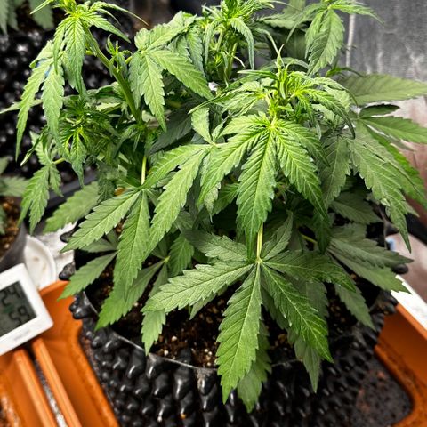 PH #1 growlog timeline photo
