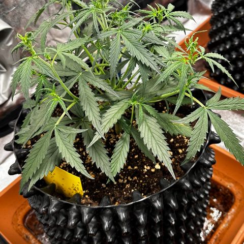 PH #2 growlog timeline photo