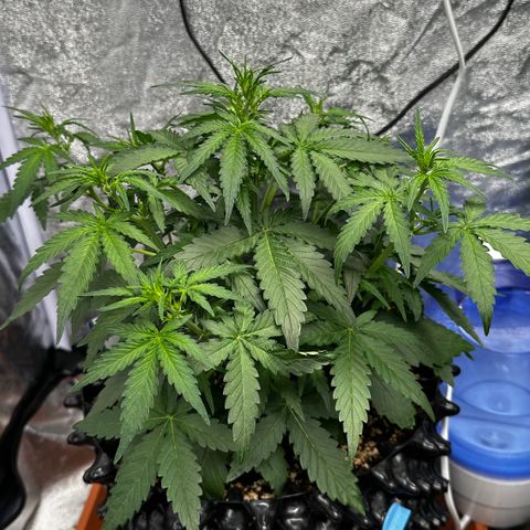 PH #3 growlog timeline photo