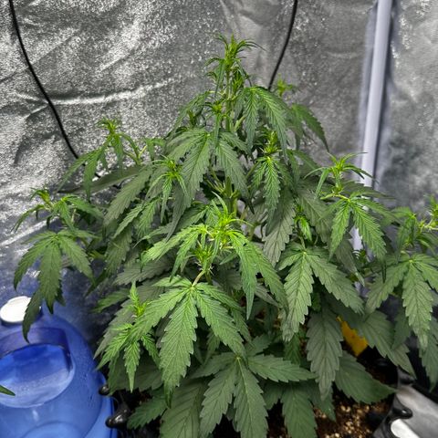 PH #4 growlog timeline photo