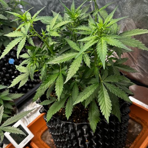 PH #1 growlog timeline photo