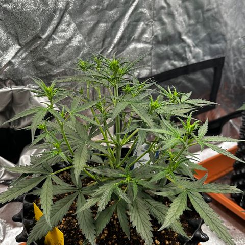 PH #2 growlog timeline photo
