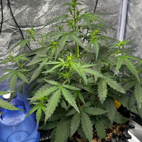 PH #4 growlog timeline photo