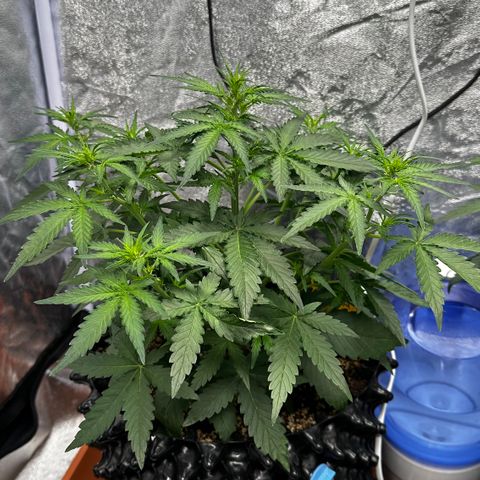 PH #3 growlog timeline photo