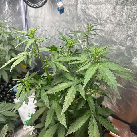 PH #1 growlog timeline photo