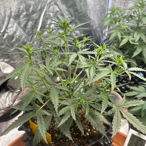 PH #2 growlog timeline photo