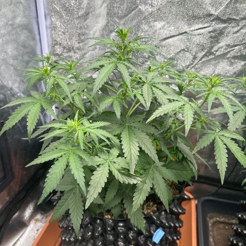 PH #3 growlog timeline photo