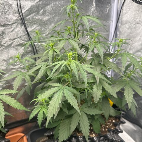 PH #4 growlog timeline photo