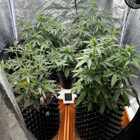 PH #3 growlog timeline photo