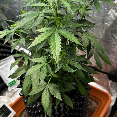PH #1 growlog timeline photo