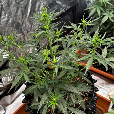 PH #2 growlog timeline photo
