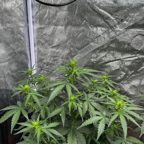 PH #3 growlog timeline photo