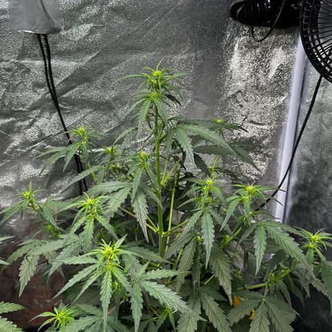 PH #4 growlog timeline photo