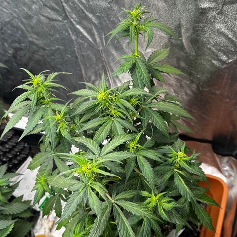 PH #1 growlog timeline photo