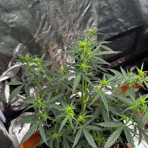 PH #2 growlog timeline photo