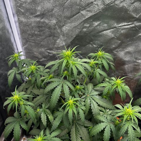 PH #3 growlog timeline photo