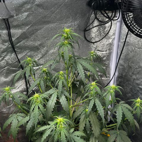 PH #4 growlog timeline photo