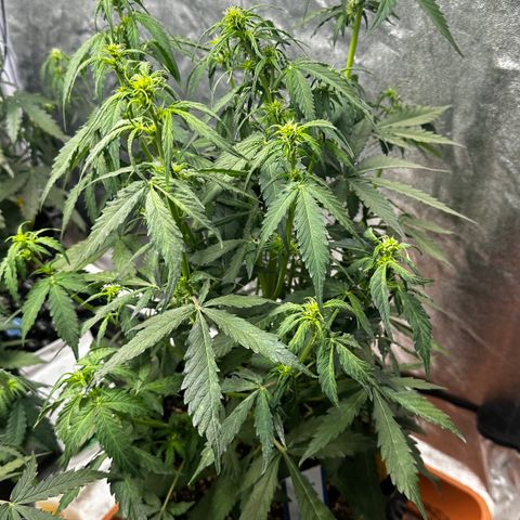 PH #1 growlog timeline photo