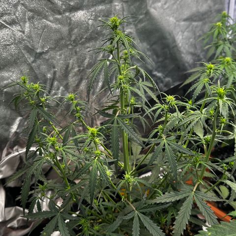 PH #2 growlog timeline photo
