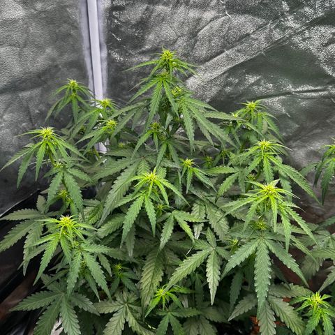 PH #3 growlog timeline photo