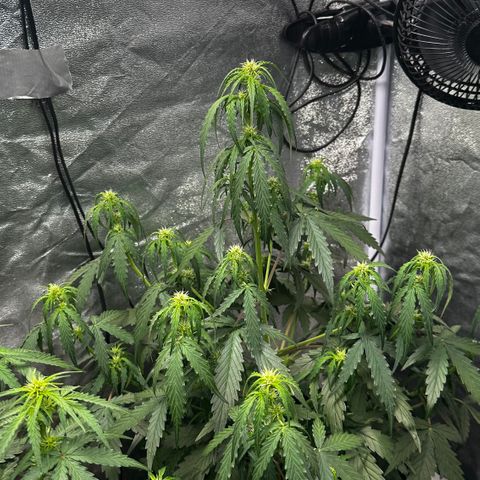 PH #4 growlog timeline photo