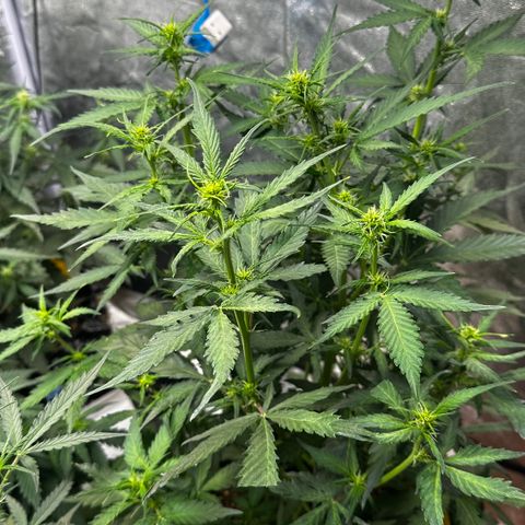 PH #1 growlog timeline photo