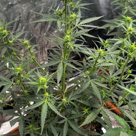 PH #2 growlog timeline photo