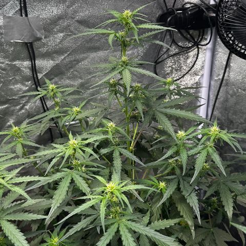 PH #4 growlog timeline photo