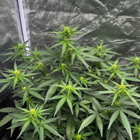 PH #3 growlog timeline photo