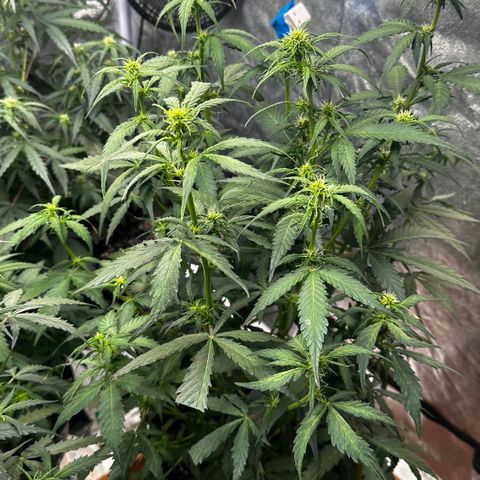 PH #1 growlog timeline photo
