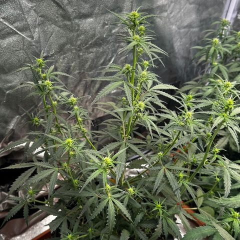 PH #2 growlog timeline photo