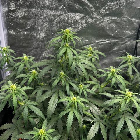 PH #3 growlog timeline photo